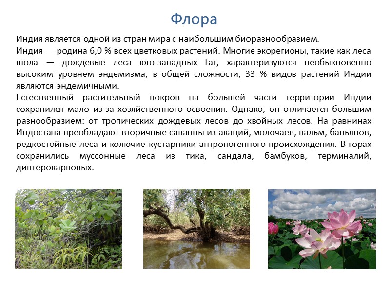 Флора Индия является одной из стран мира с наибольшим биоразнообразием.  Индия — родина